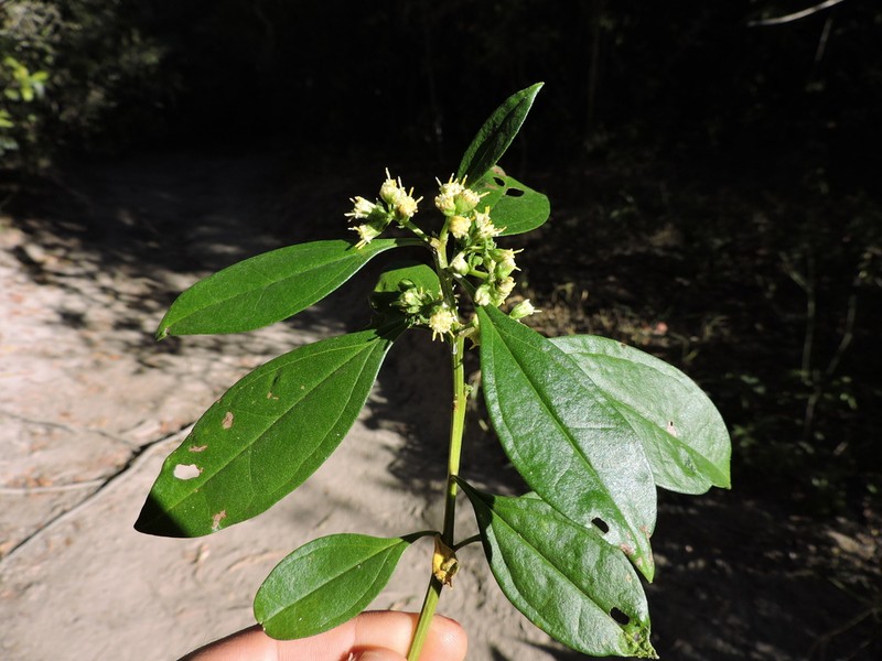 Baccharis malmei photo 8