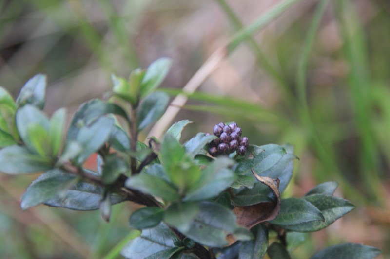 Baccharis mandonii photo 2