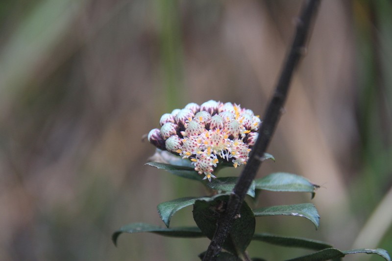 Baccharis mandonii photo 3