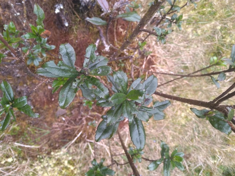 Baccharis mandonii photo 4