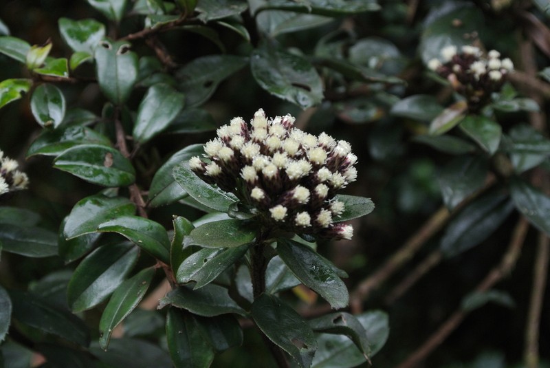 Baccharis mandonii photo 5