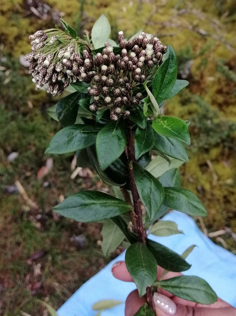 Baccharis mandonii photo 6