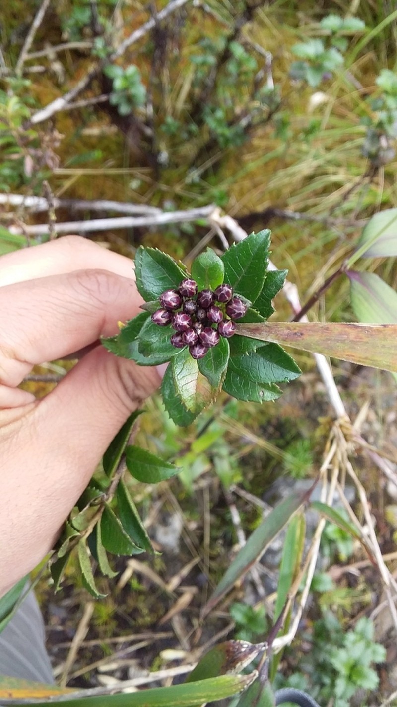 Baccharis mandonii photo 7