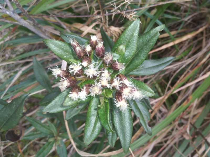 Baccharis mandonii photo 8