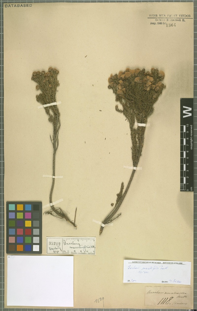 Baccharis marcetiifolia