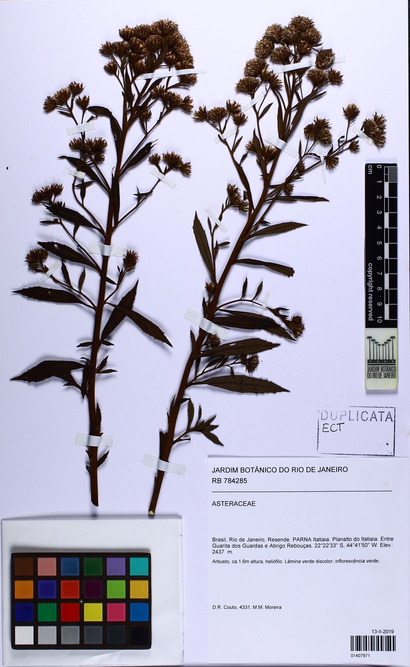 Baccharis maxima photo 2