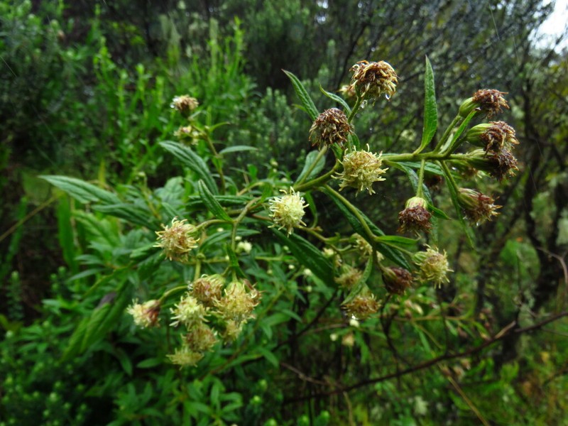 Baccharis maxima