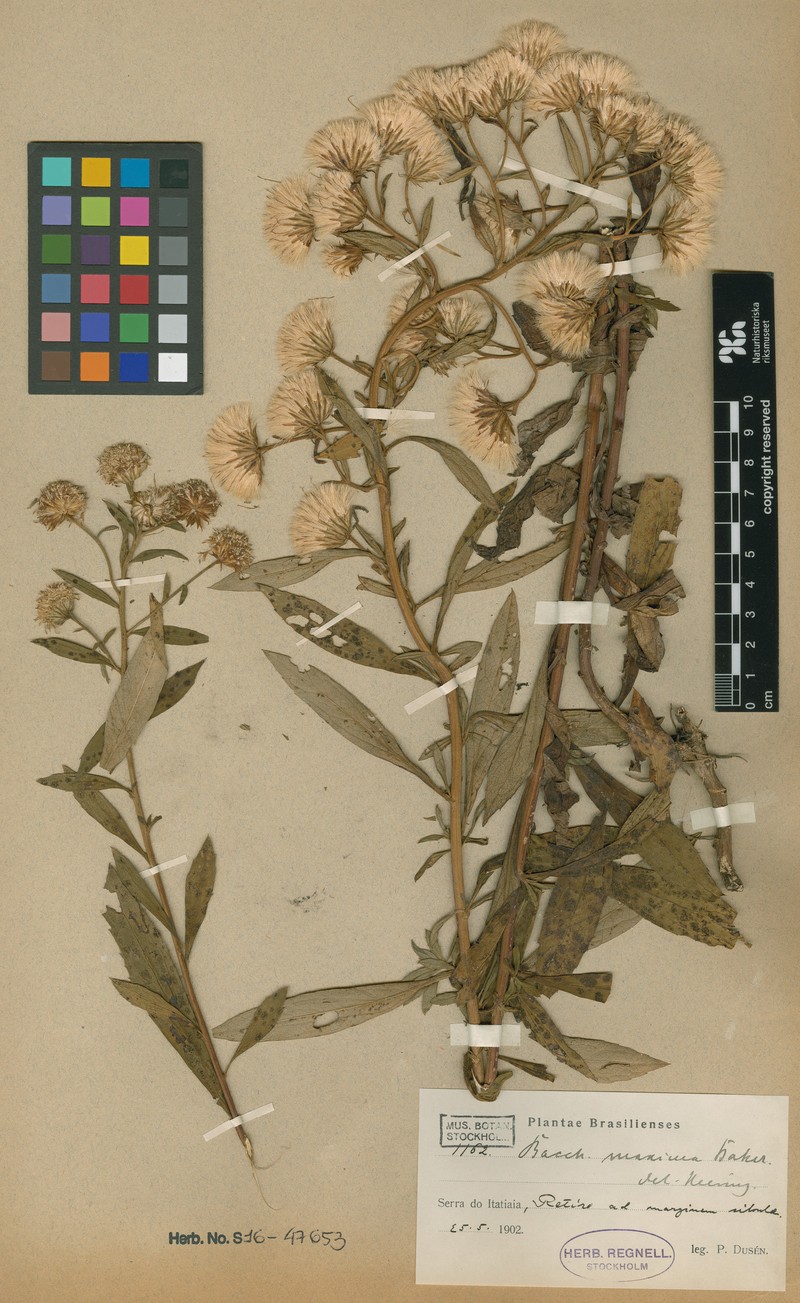 Baccharis maxima photo 3