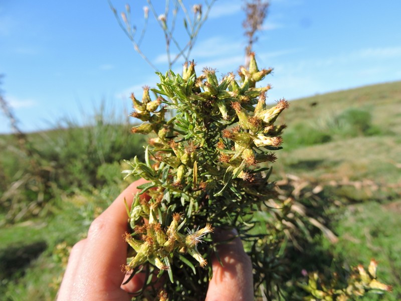 Baccharis megapotamica