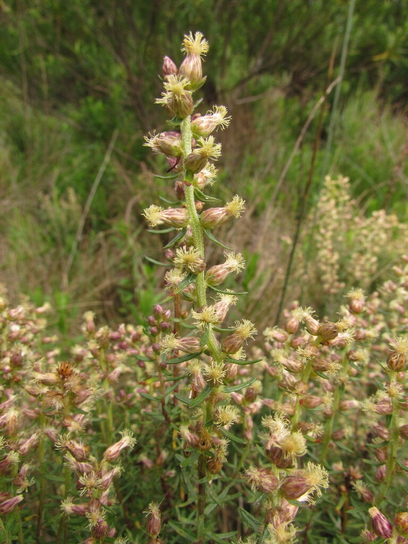 Baccharis megapotamica photo 2