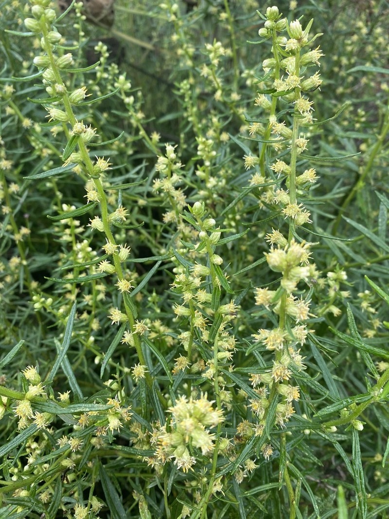Baccharis megapotamica photo 3