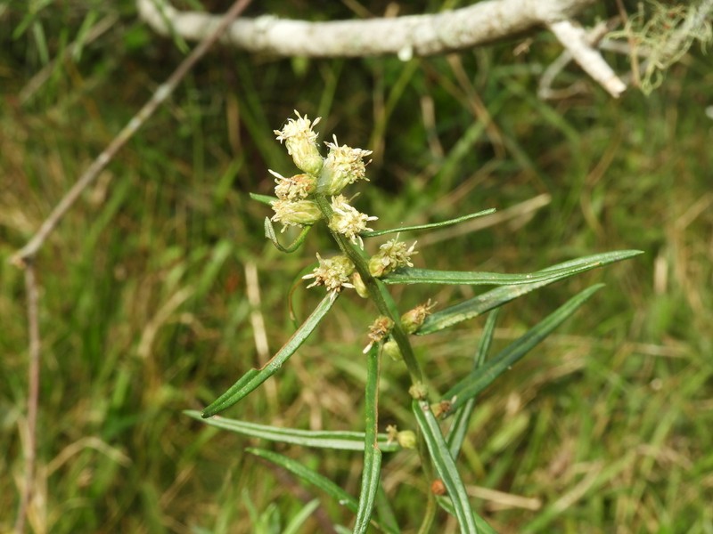 Baccharis megapotamica photo 4