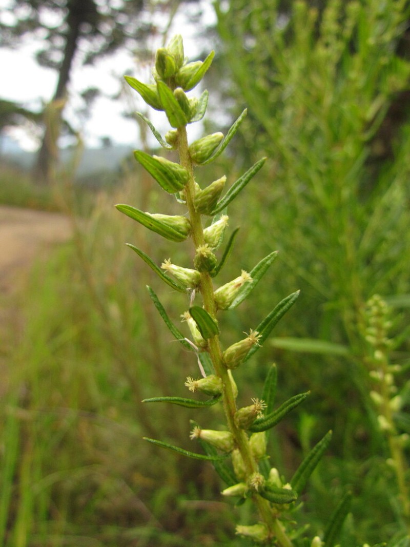Baccharis megapotamica photo 5