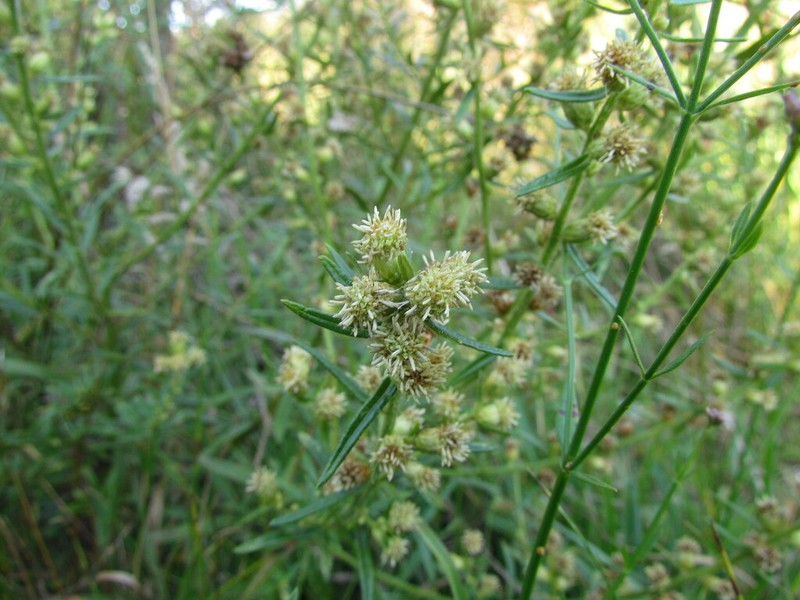 Baccharis megapotamica photo 6