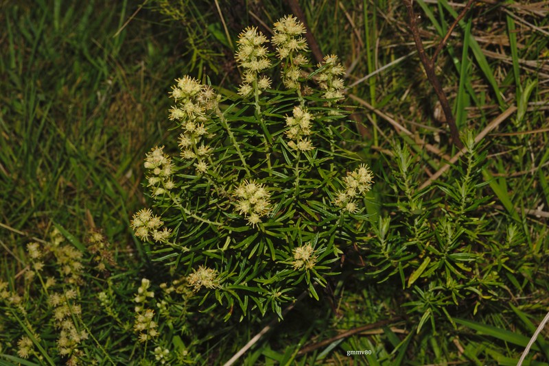 Baccharis megapotamica photo 7