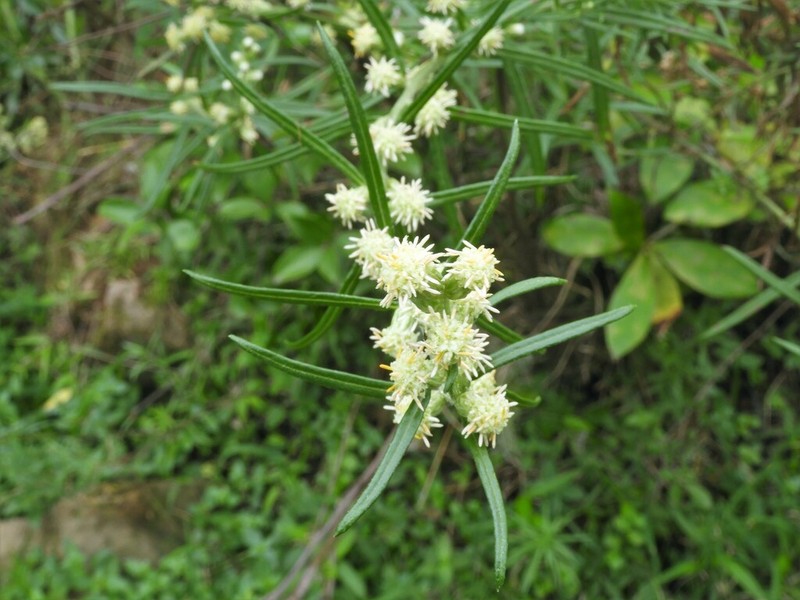 Baccharis megapotamica photo 8