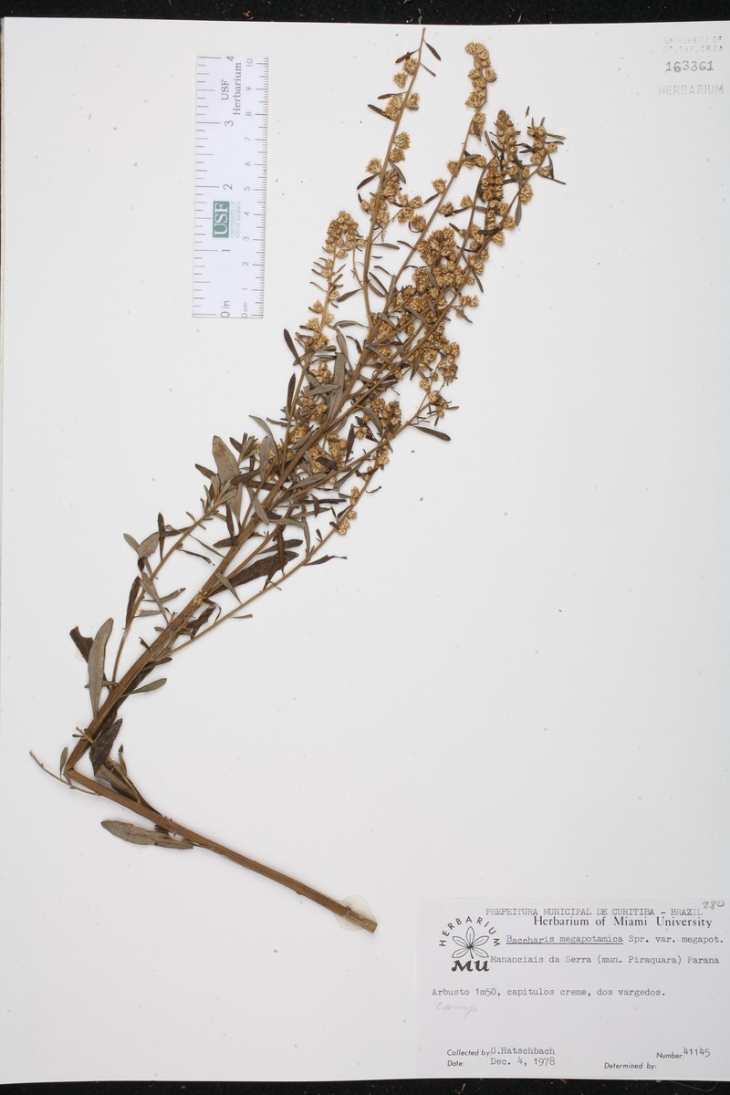 Baccharis megapotamica var. megapotamica