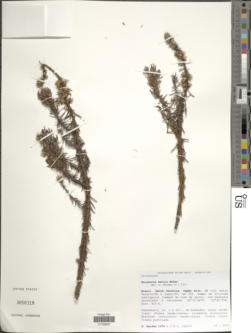 Baccharis megapotamica var. weirii