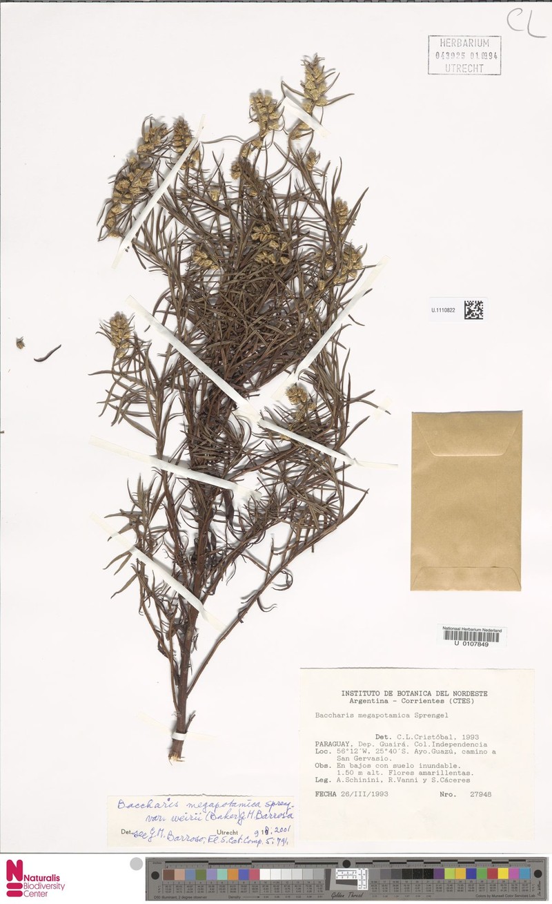 Baccharis megapotamica var. weirii photo 2