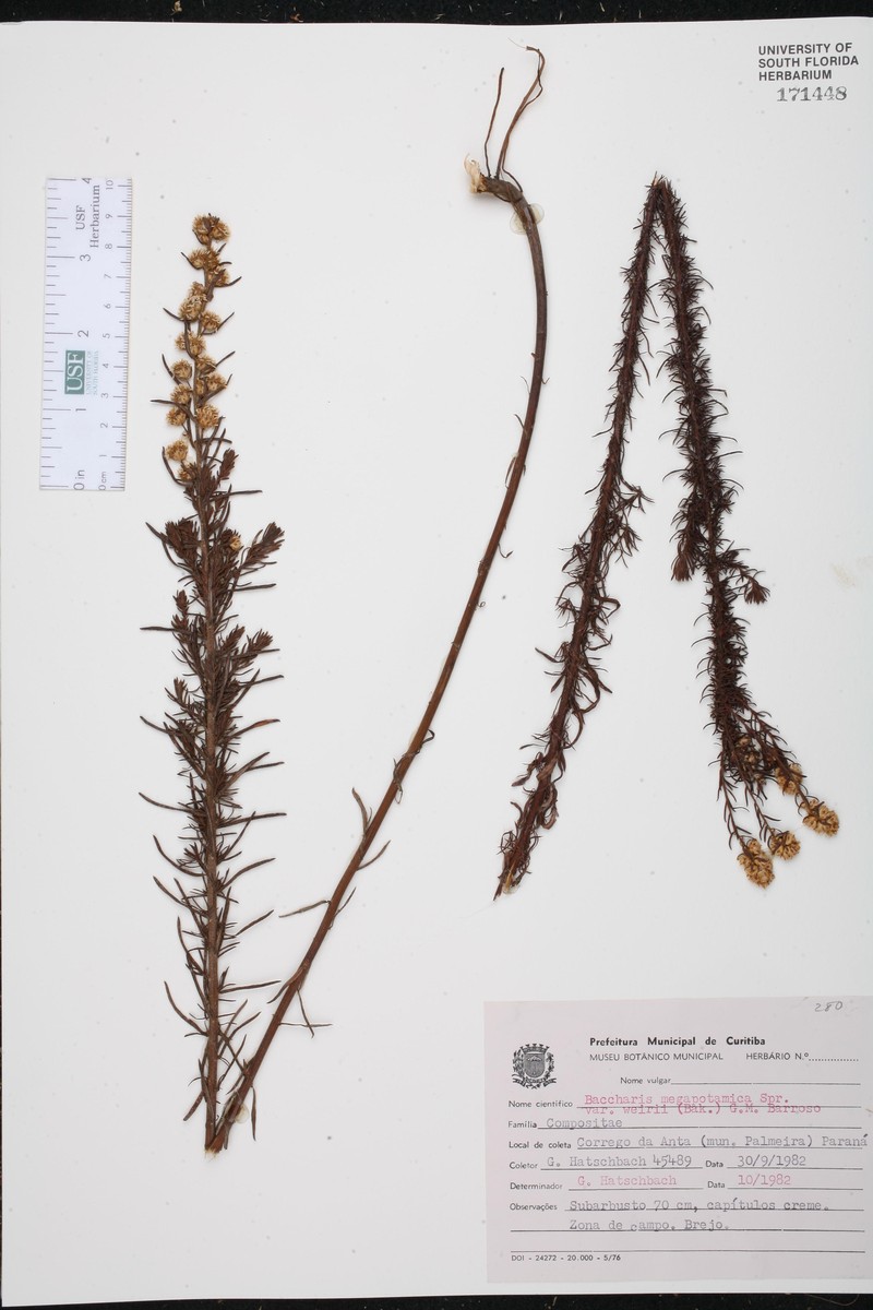 Baccharis megapotamica var. weirii photo 3