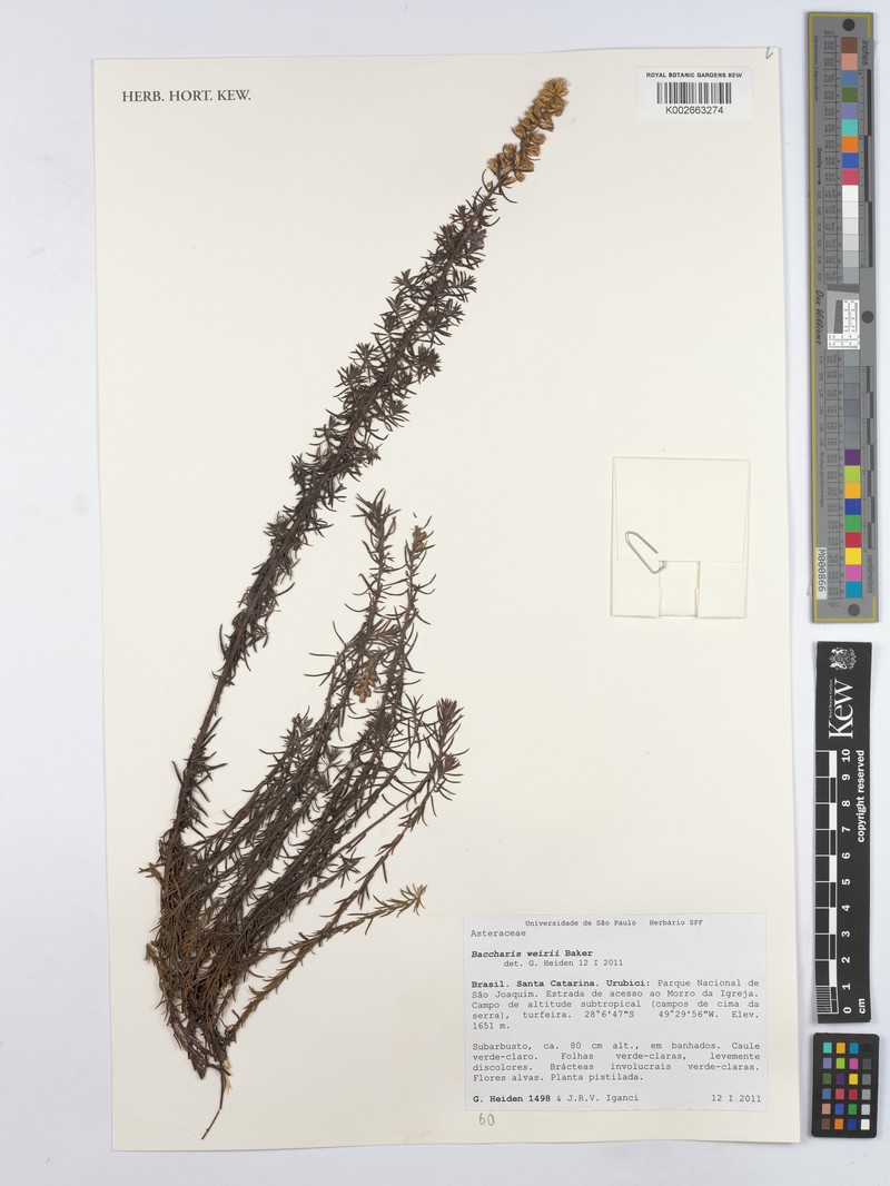 Baccharis megapotamica var. weirii photo 4