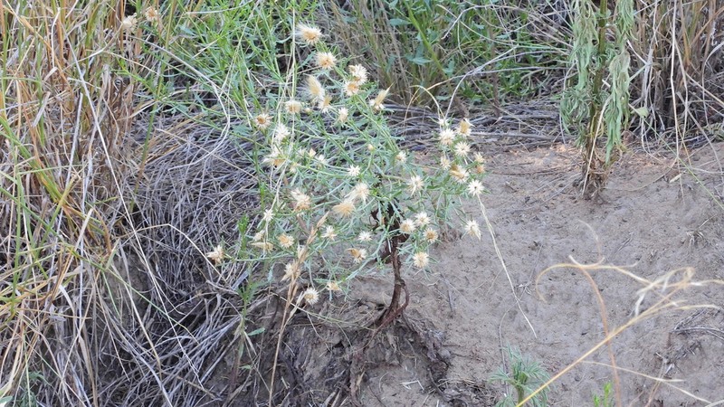 Baccharis melanopotamica