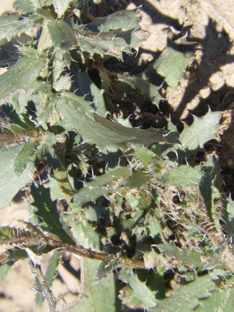Baccharis melanopotamica photo 2