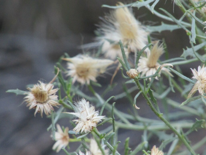 Baccharis melanopotamica photo 3