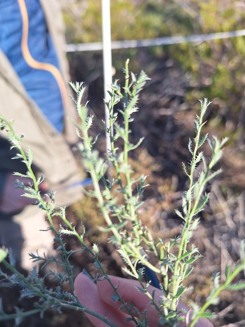 Baccharis melanopotamica photo 4