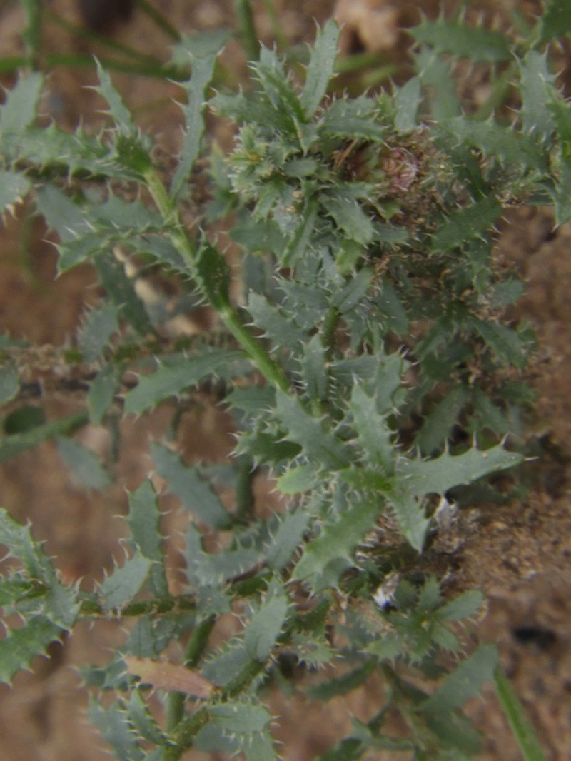 Baccharis melanopotamica photo 5