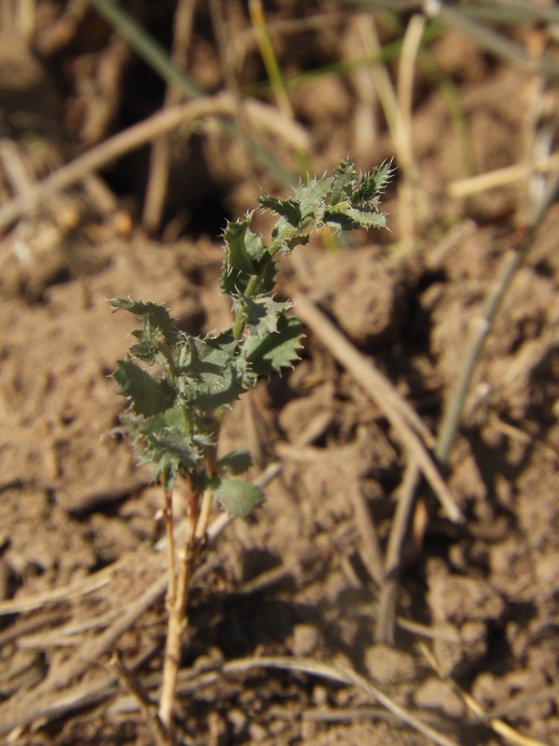 Baccharis melanopotamica photo 6