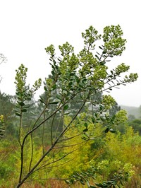 Baccharis mesoneura