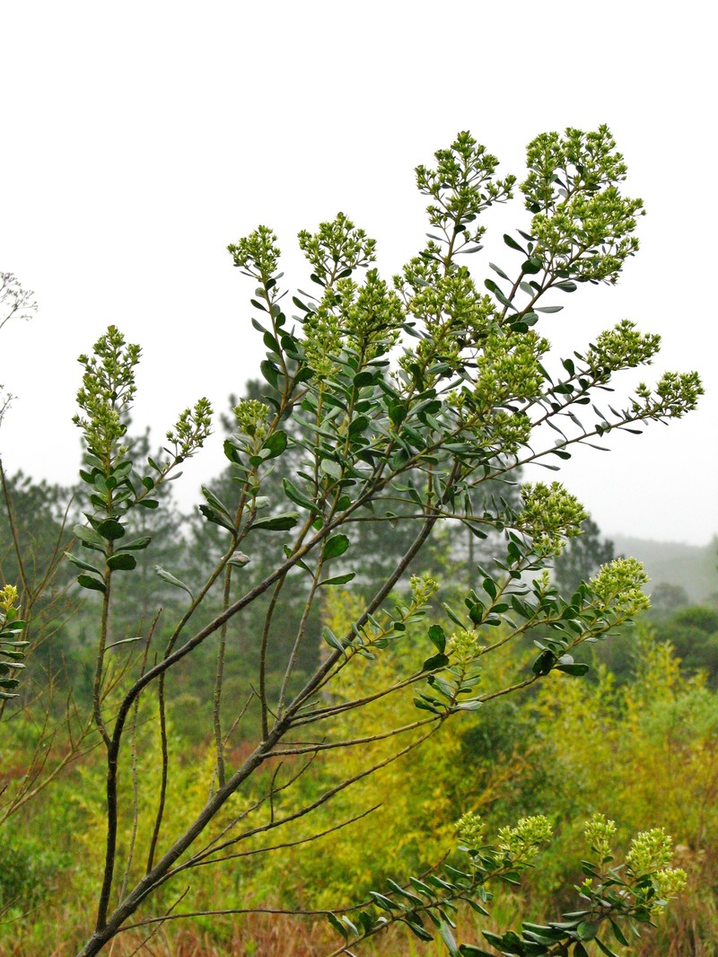Baccharis mesoneura photo 2