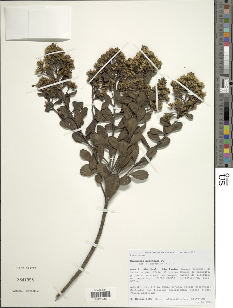 Baccharis mesoneura photo 3
