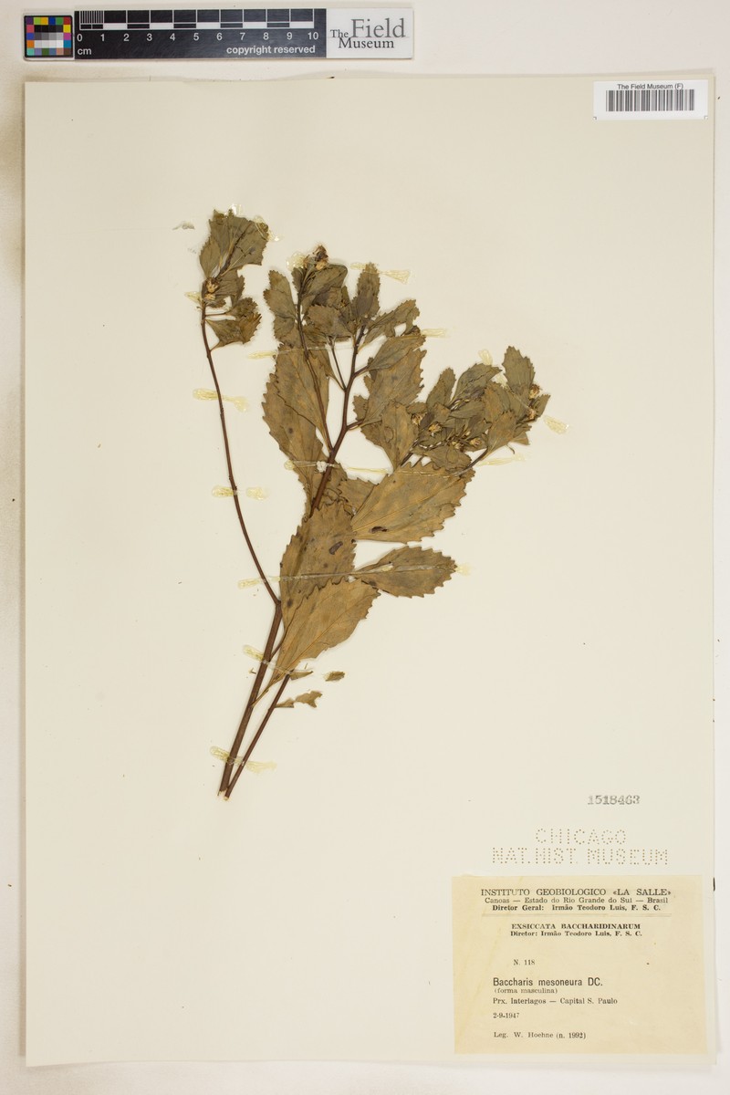 Baccharis mesoneura photo 4