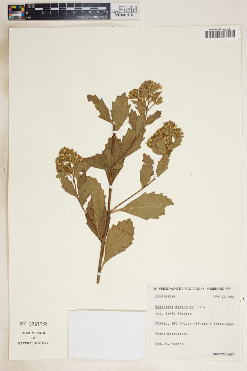 Baccharis mesoneura photo 5