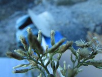 Baccharis mexicana