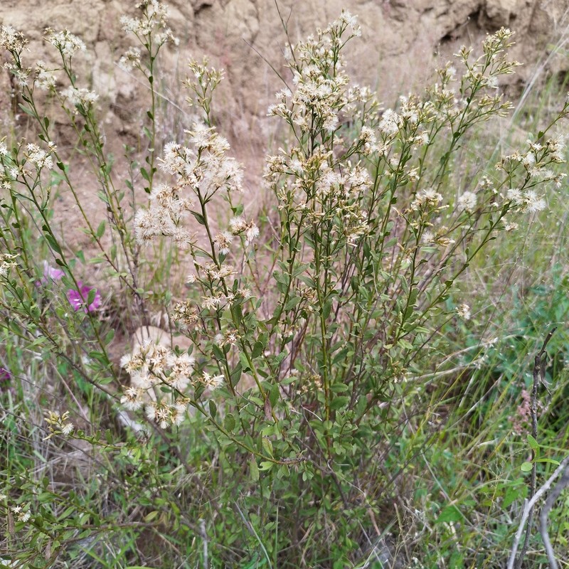 Baccharis mexicana photo 2