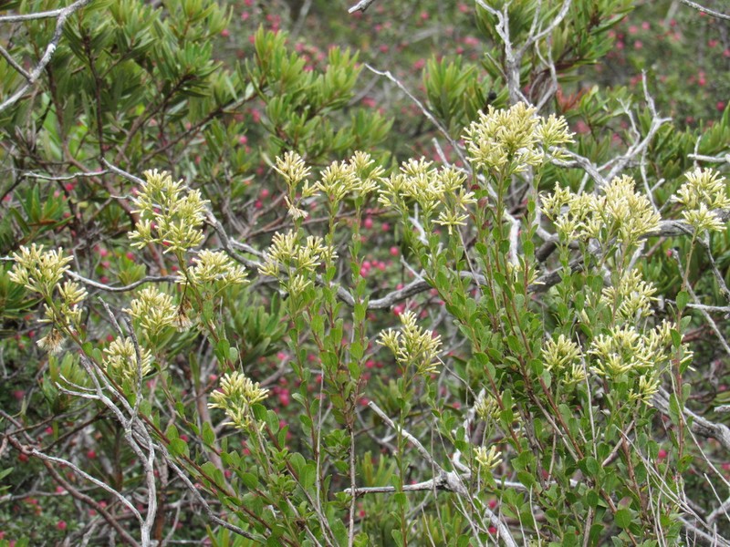 Baccharis mexicana photo 3