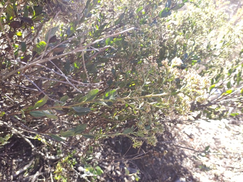 Baccharis mexicana photo 4