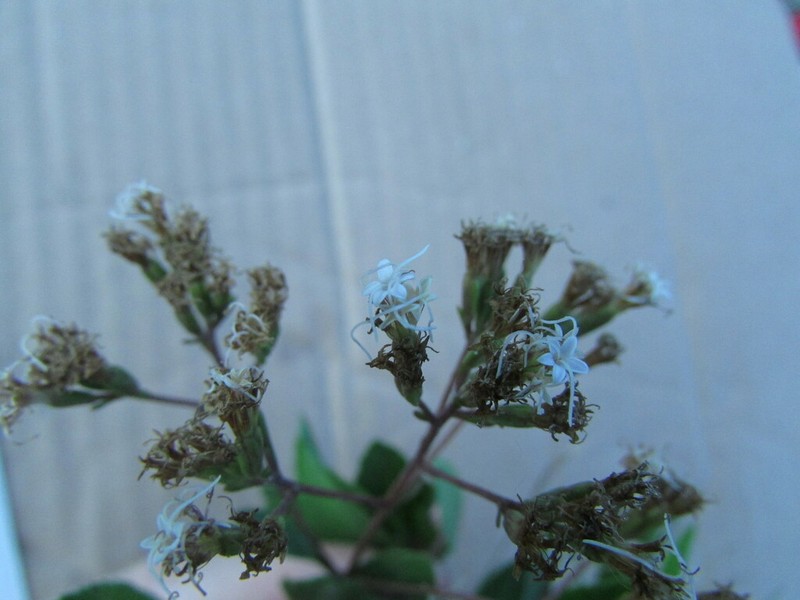 Baccharis mexicana photo 5