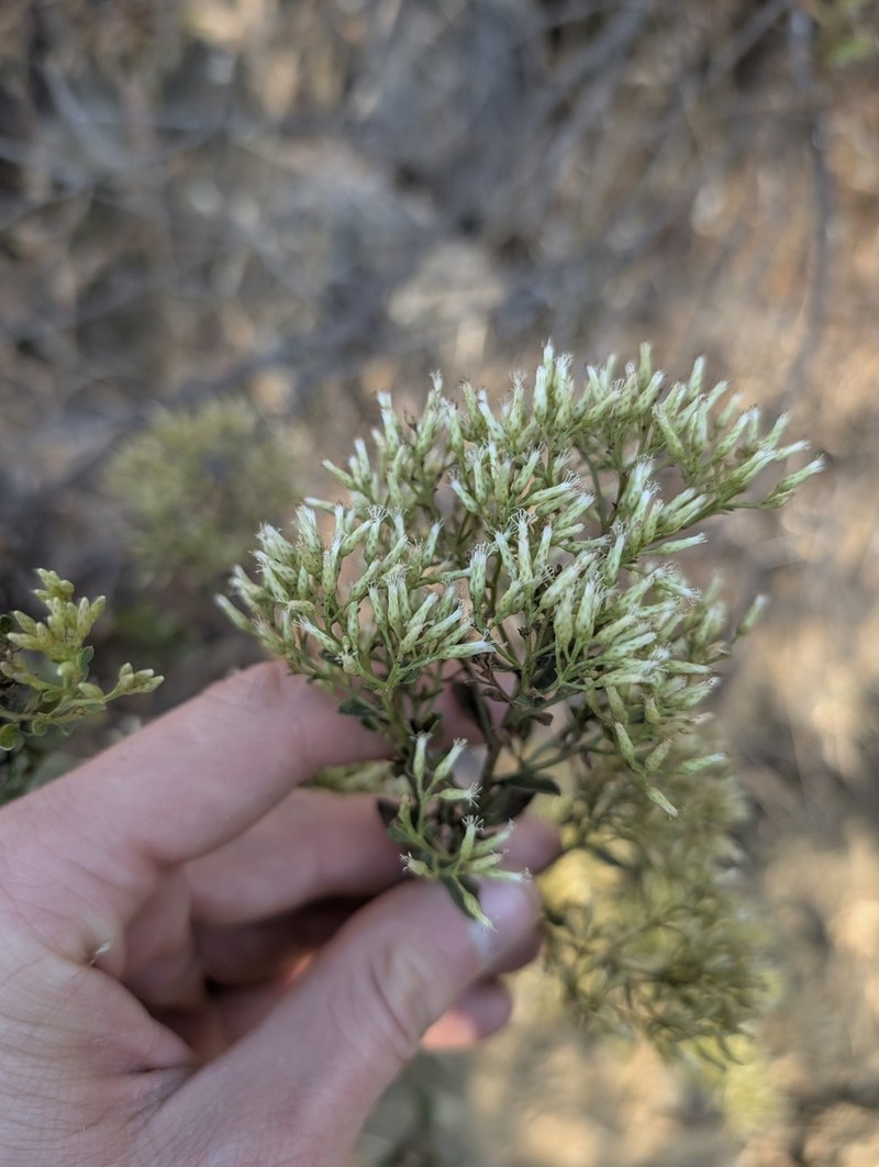 Baccharis mexicana photo 6