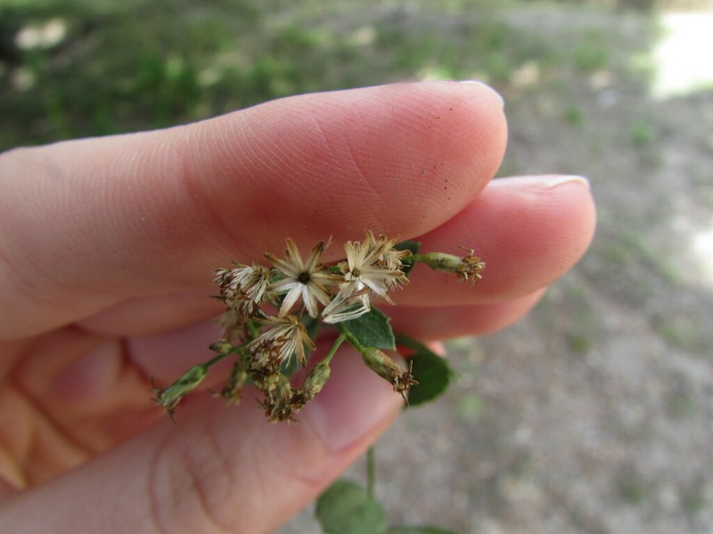 Baccharis mexicana photo 7