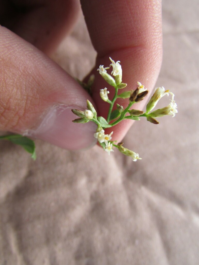 Baccharis mexicana photo 8