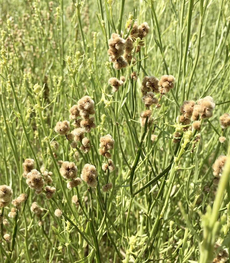 Baccharis microcephala