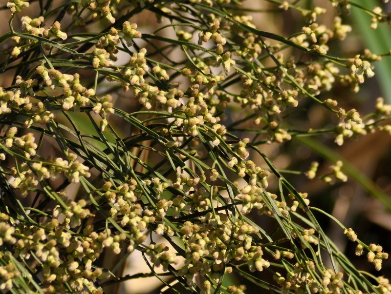 Baccharis microcephala photo 2