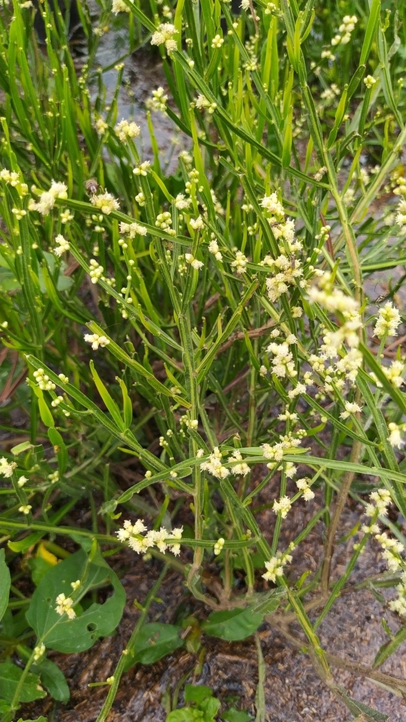 Baccharis microcephala photo 3