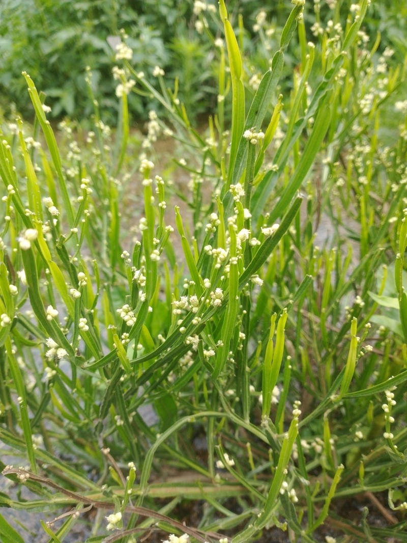 Baccharis microcephala photo 4
