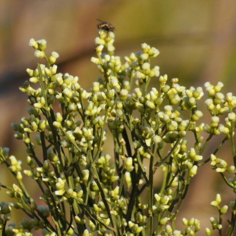Baccharis microcephala photo 5
