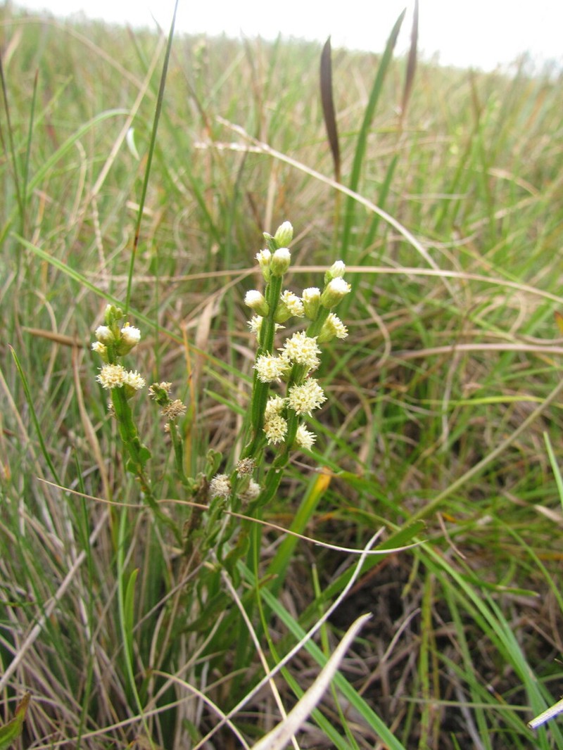 Baccharis microcephala photo 6